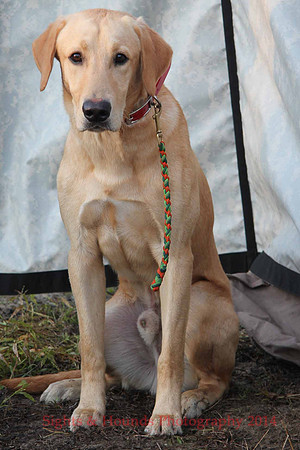 Test Dog
