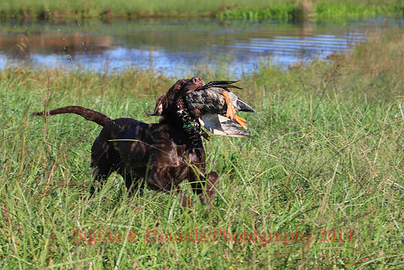MOLLY - #21 ELAM'S MY GIRL MOLLY MH