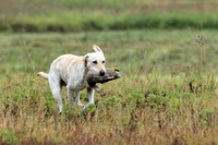 Test Dog