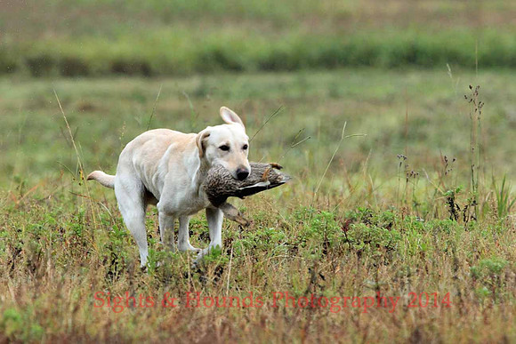Test Dog