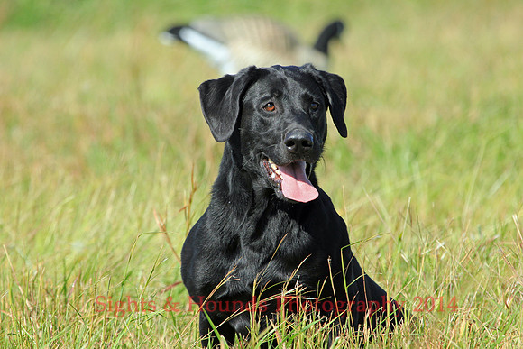 GUNNER