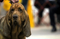 Hounds