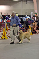 Rally / Obedience