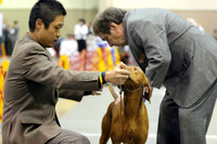 Vizslas
