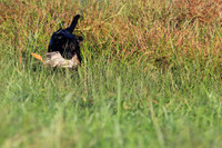 TEST DOG
