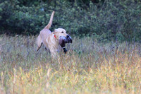 Junior Test Dog