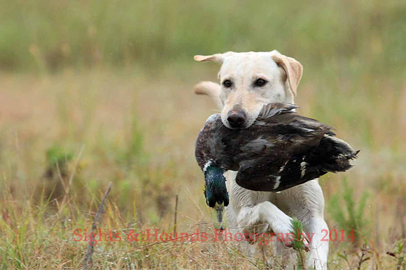 Test Dog