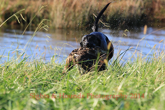 RUGER