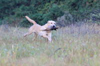 Junior Test Dog