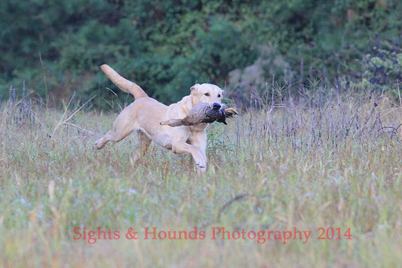Junior Test Dog