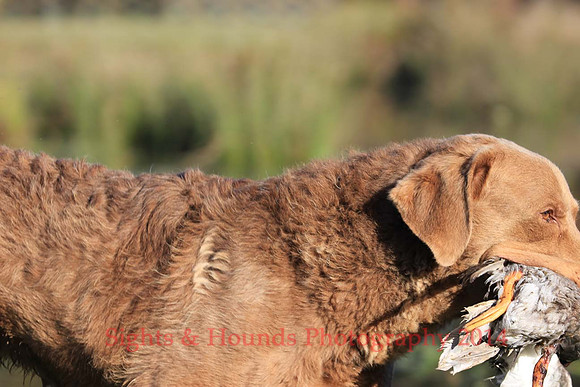 G. Mathinuss (Dog Unknown)