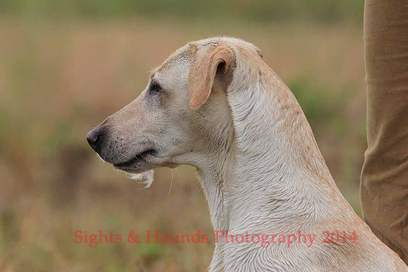Test Dog
