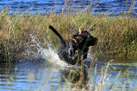 TEST DOG