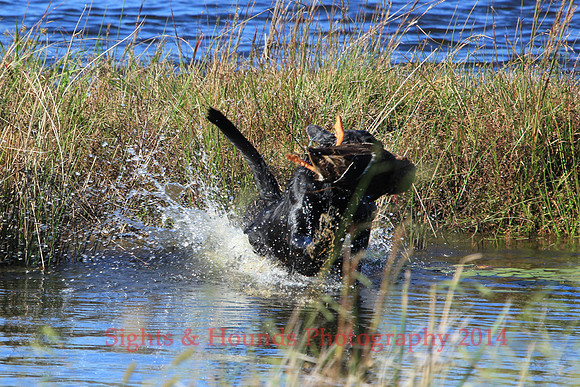TEST DOG