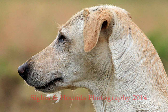 Test Dog