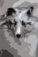 Herding