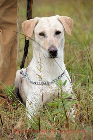 Test Dog
