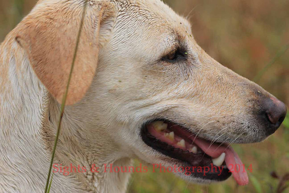 Test Dog
