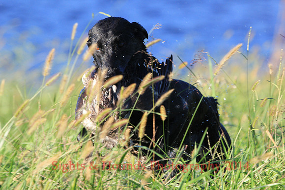 RUGER