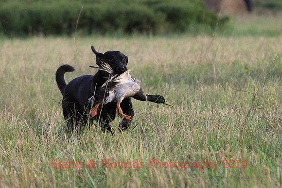 TEST DOG