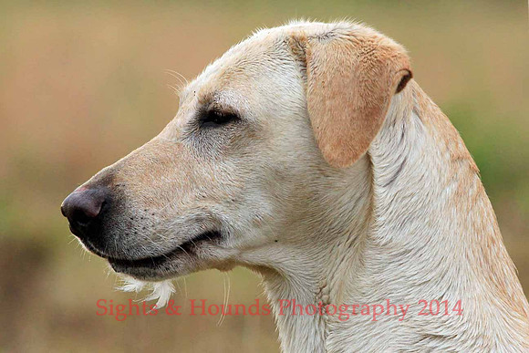 Test Dog